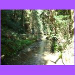 River - Muir Woods.jpg
